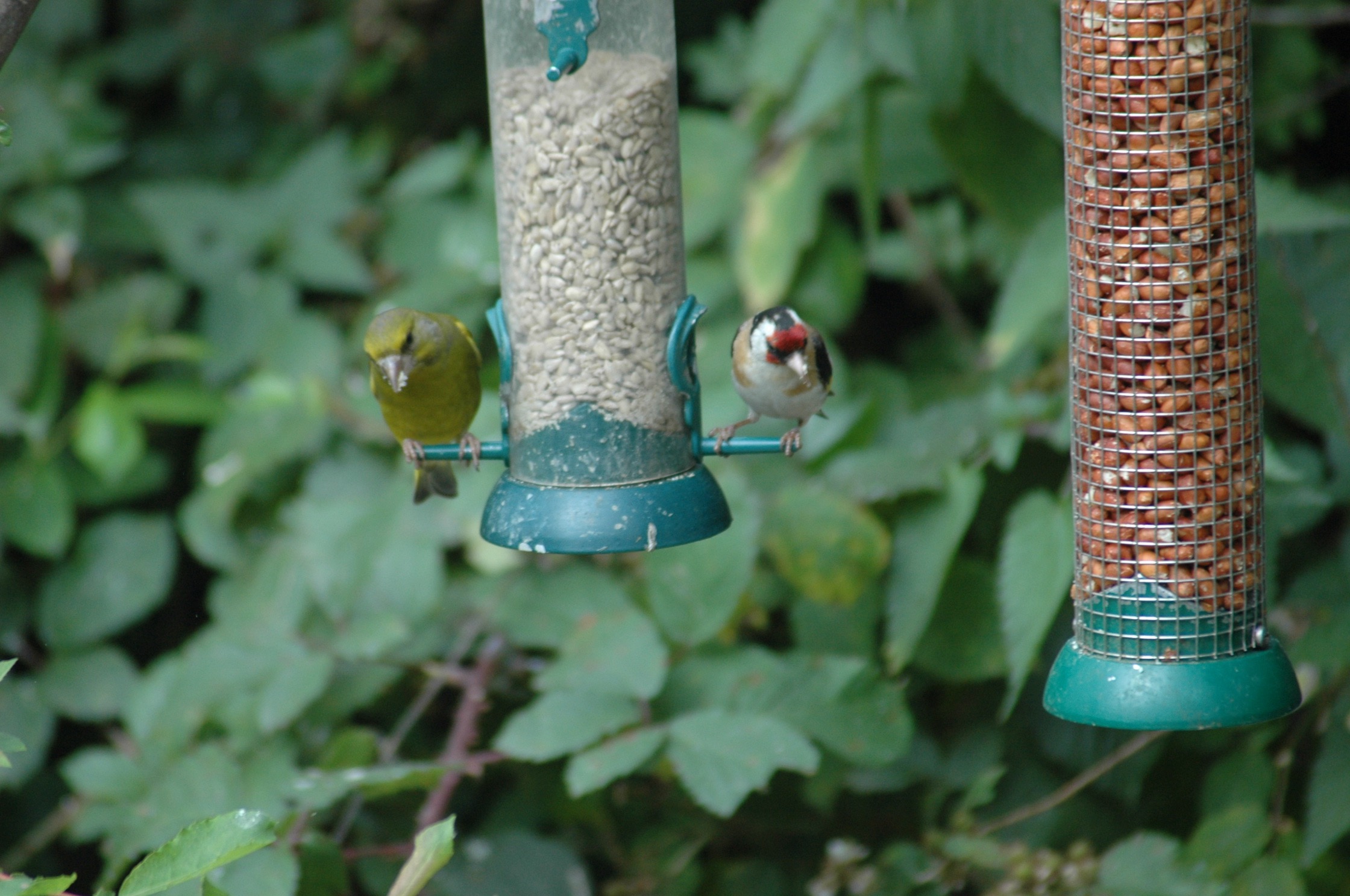 greenfinch / goldfinch